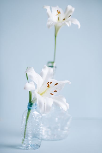A close-up of two elegant white lilies with large, trumpet-shaped petals and prominent brown anthers, arranged in a simple glass vase with water. The lilies appear fresh, with smooth, slightly curved
