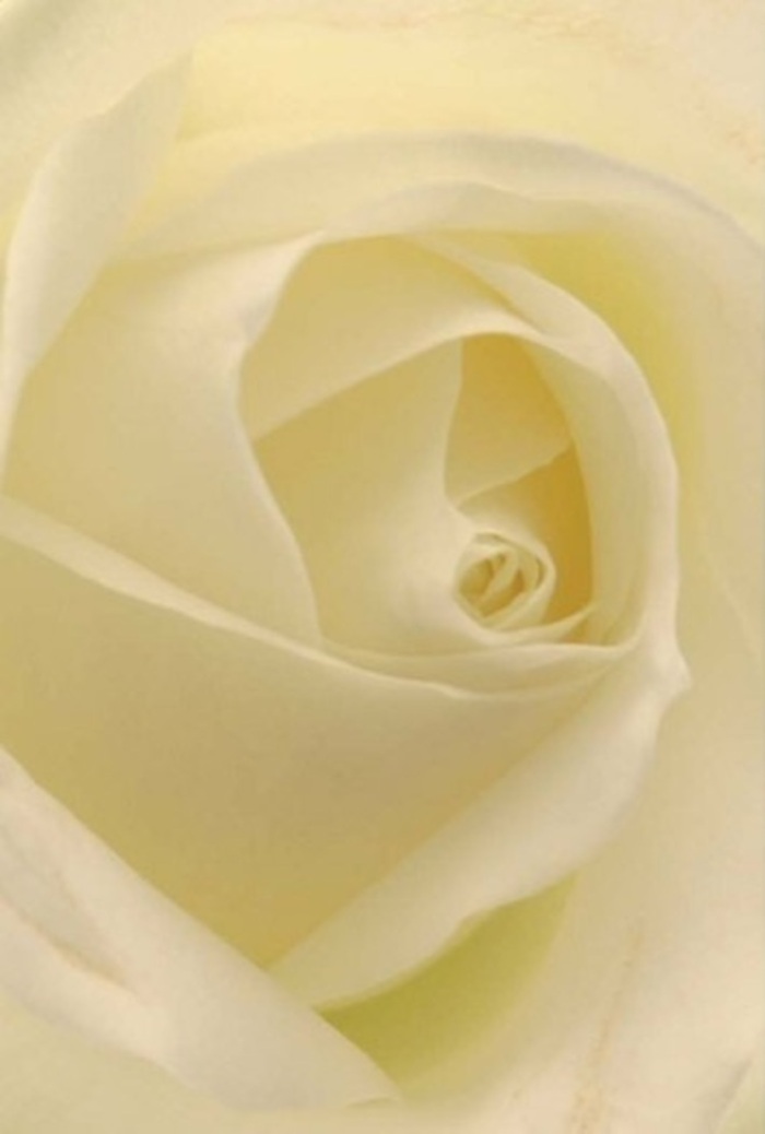 Up close, the classic beauty of a pure white rose takes centre stage, its spiraling core and layered petals harmoniously balanced to radiate both tranquility and refined elegance. Bathed in the natural light that pours in over Purley's leafy gardens, the petals shift from glistening cream at the tips to a richer, barely-there pale gold near the centre, each fold catching subtle shadows that add striking depth. This composition is exceedingly sophisticated-every petal precisely positioned, echoing the mindfulness and artistry integral to arrangements crafted for milestone occasions in Purley, from romantic gestures and sincere apologies to wedding celebrations held in local venues. The rose's clean, quiet fragrance and unblemished surface evoke a sensation of freshness, while the luminous core, softly aglow, suggests resilience and hope. As a florist, the nuanced interplay of colour and texture found in this single bloom mirrors the heartfelt intentions behind every bouquet crafted in Purley. It is more than a flower; it is a statement of emotion and pure, natural beauty, delivered with a sense of local pride and a gentle, reassuring hand.
